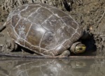 Caspian Turtle (Striped-neck Terrapin)